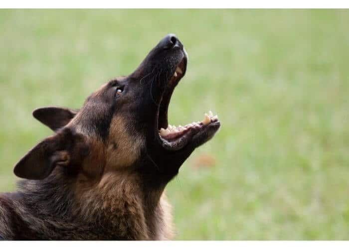 Why Do German Shepherds Whine (1)