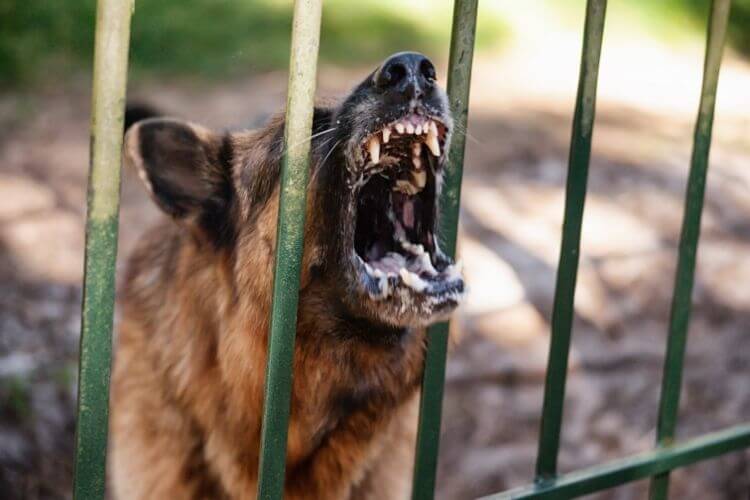 Will my German shepherd protect me without training
