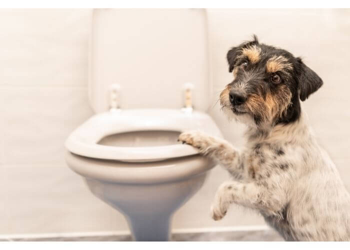 How To Potty Train A Stubborn Dog: Best Tips That Work
