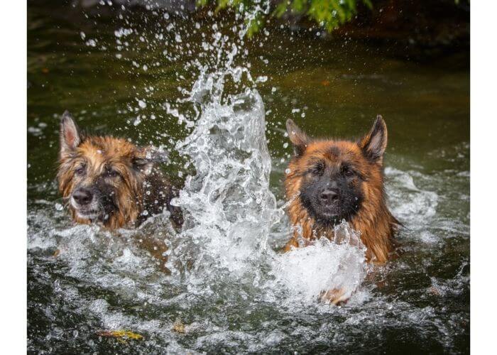 Can German Shepherds Swim?