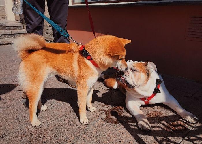 Do Shiba Inus Get Along With Other Dogs?