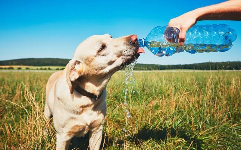 How Long Can a Dog Go Without Water When Sick?