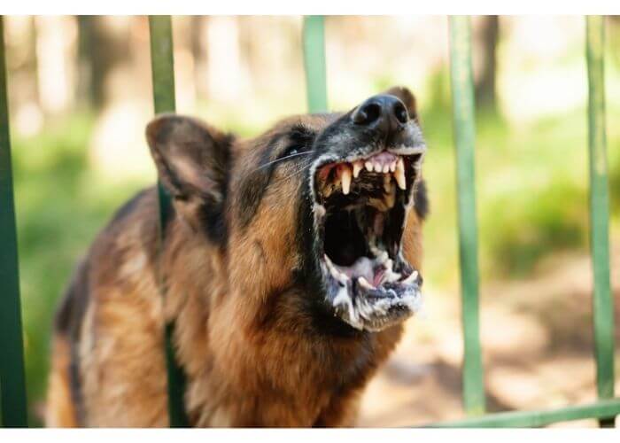 Why Are German Shepherds So Vocal?