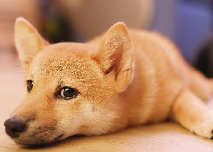 Can A Shiba Inu Be Left Alone?