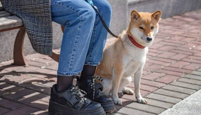 Can Shiba Inu Be a service Dog