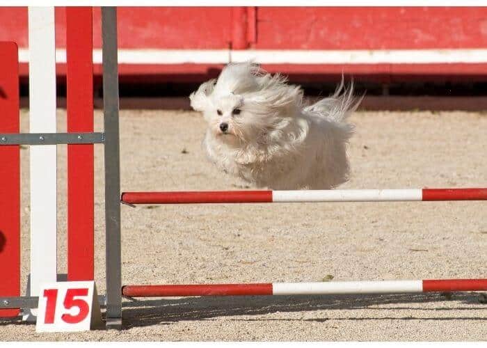 how high can a maltese dog jump? 2