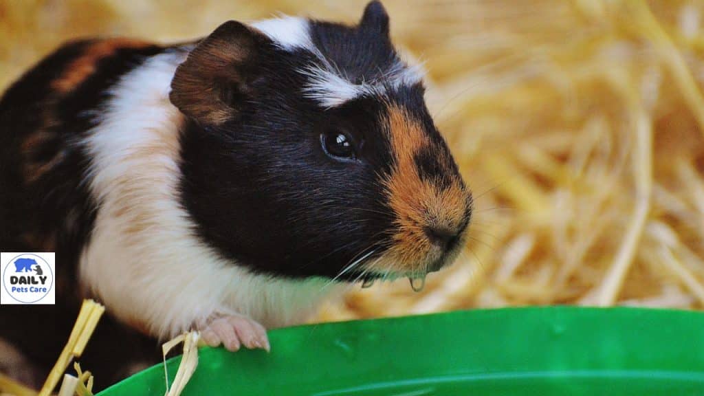 Can Guinea Pigs Drink Cold Water?