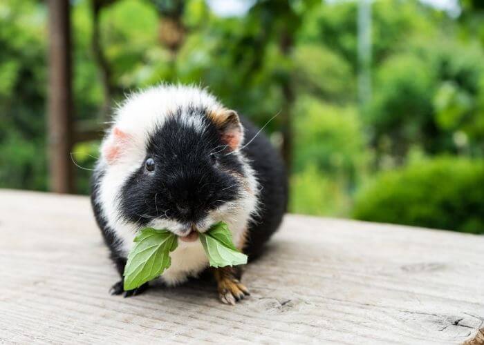 Can Guinea Pigs Eat Leaves?