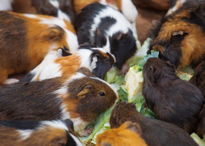 Can Guinea Pigs Eat Peas?