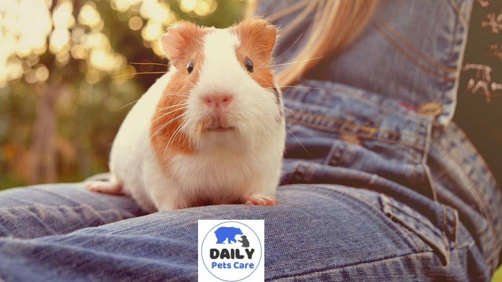 Can Guinea Pigs Feel Emotions?