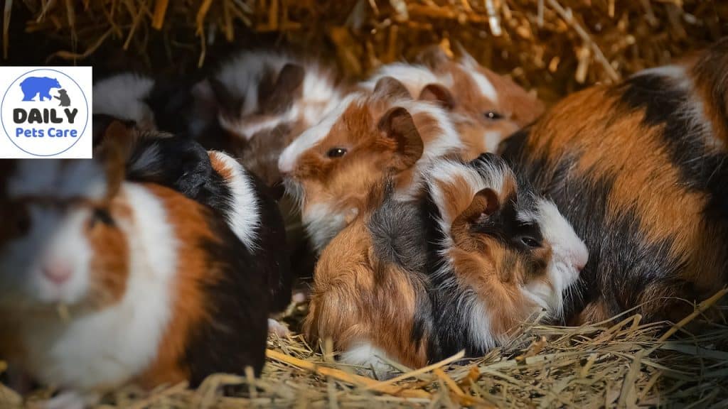 Do Guinea Pigs Get Jealous Of Each Other?