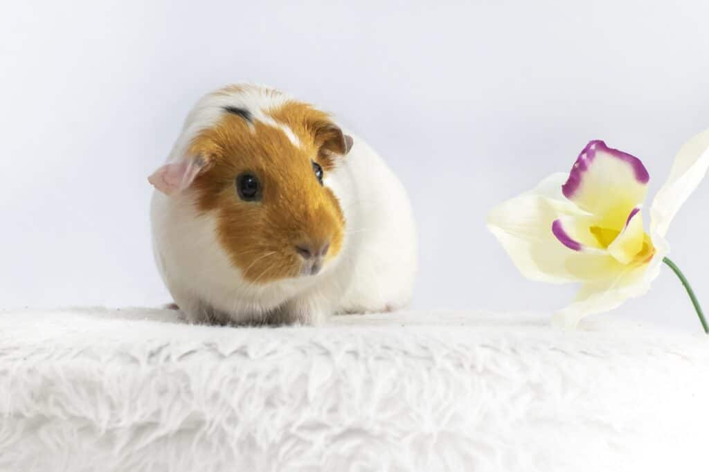 Can Guinea Pigs Feel Love?