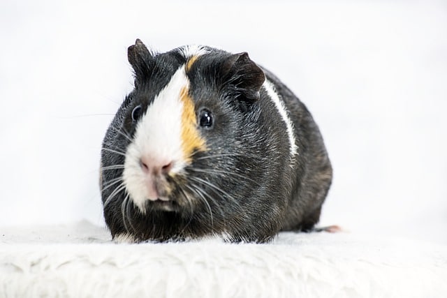 Do Guinea Pigs Get Jealous Of Each Other?