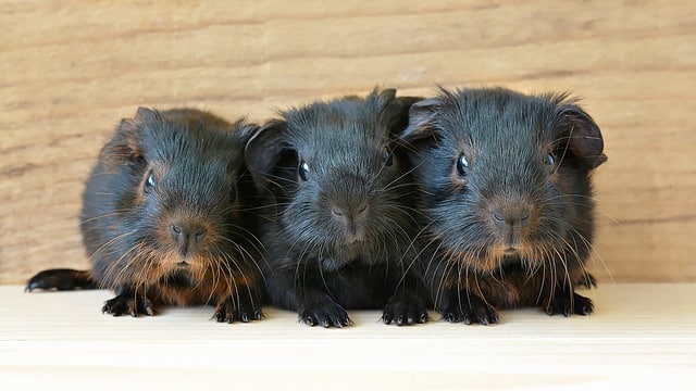 Do Guinea Pigs Get Jealous Of Each Other?