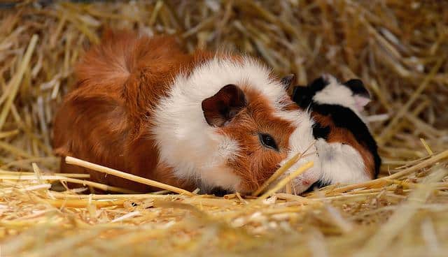 Do Guinea Pigs Get Jealous Of Each Other?