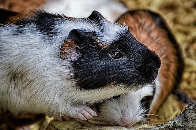 Can Guinea Pigs Feel Love?