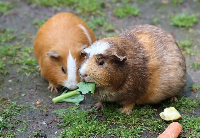 Do Guinea Pigs Get Jealous Of Each Other?