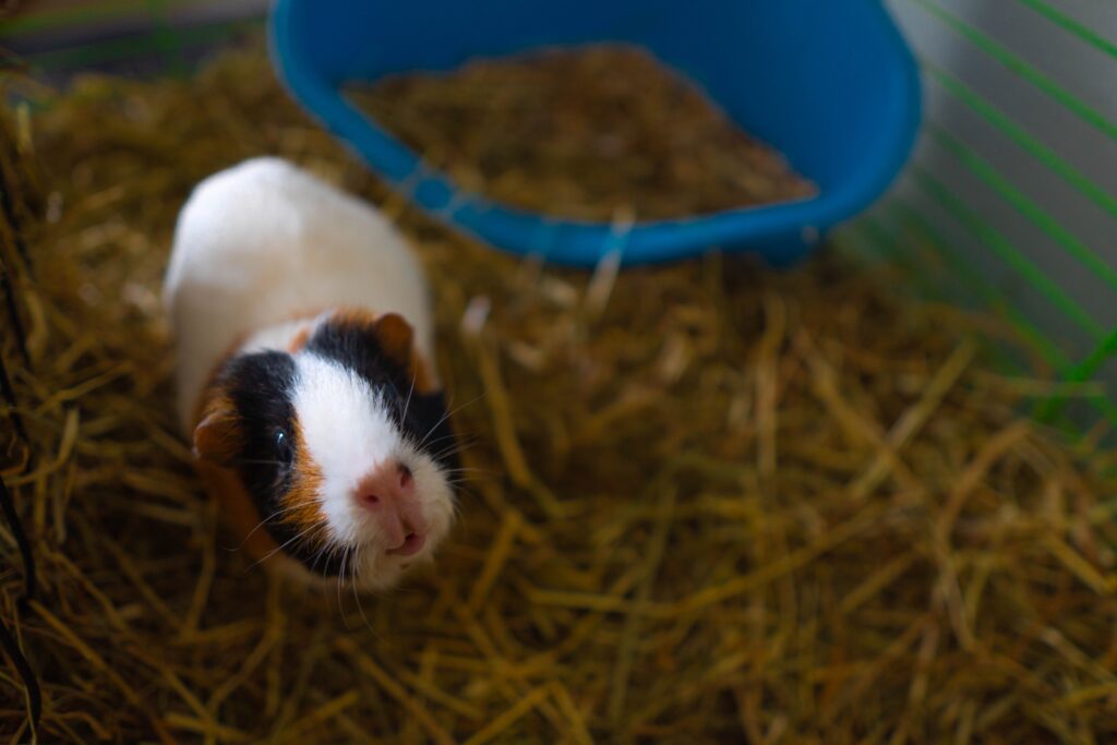 Can guinea pigs eat peas?