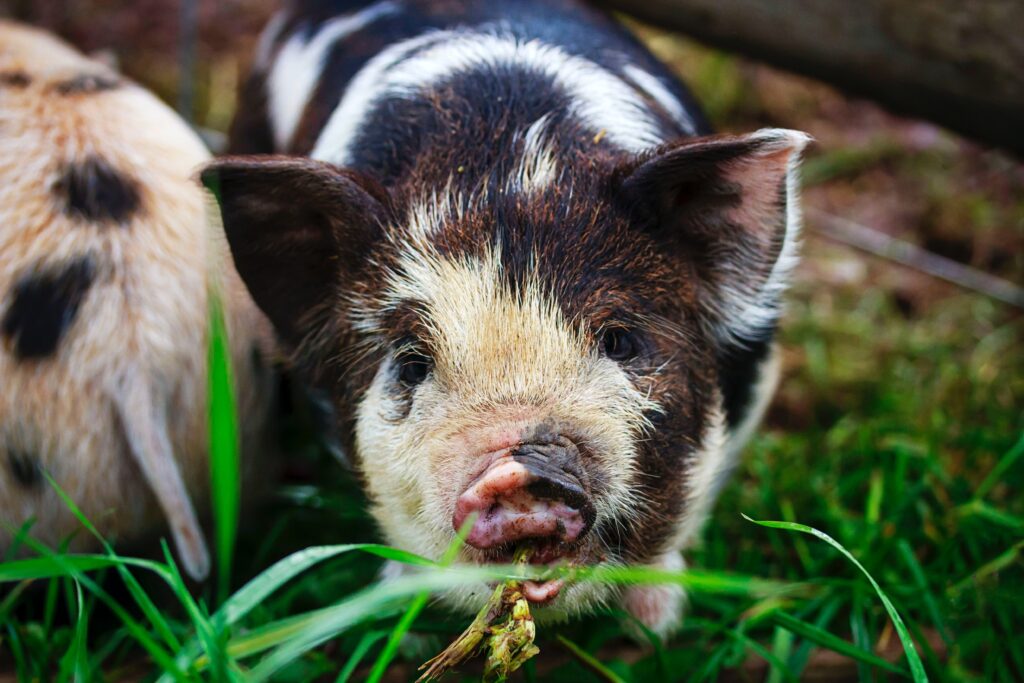 Can guinea pigs eat peas?