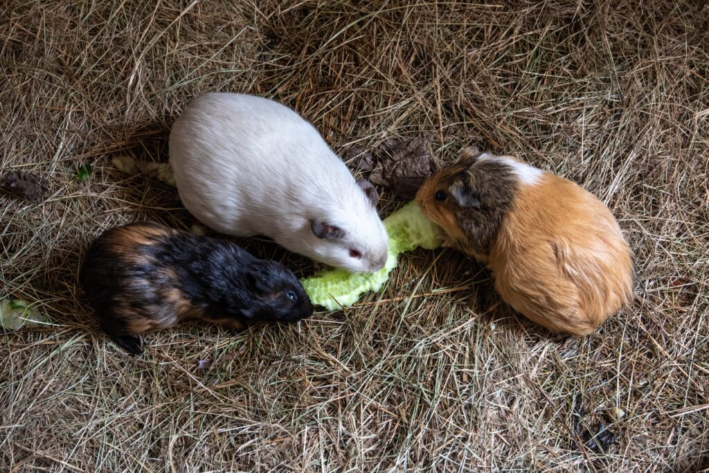 Can Guinea Pigs Feel Emotions?