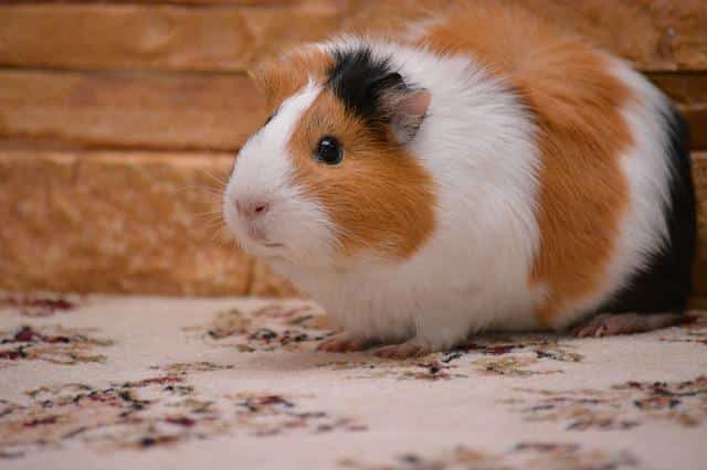 Can Guinea Pigs Feel Love?