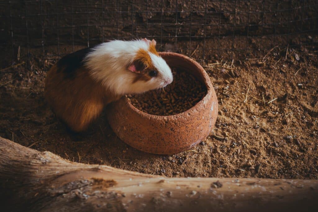 What Do Guinea Pigs Like to Do with Humans?