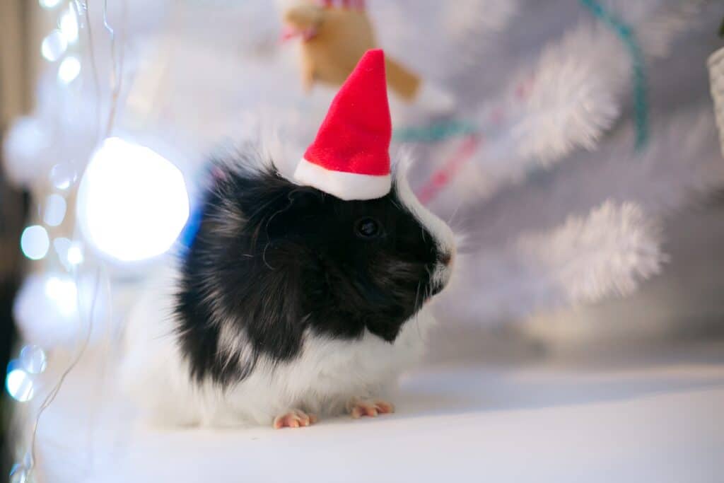 What Do Guinea Pigs Like to Do with Humans?