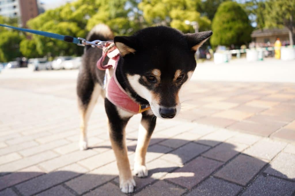 Do Shiba Inus Get Along With Other Dogs