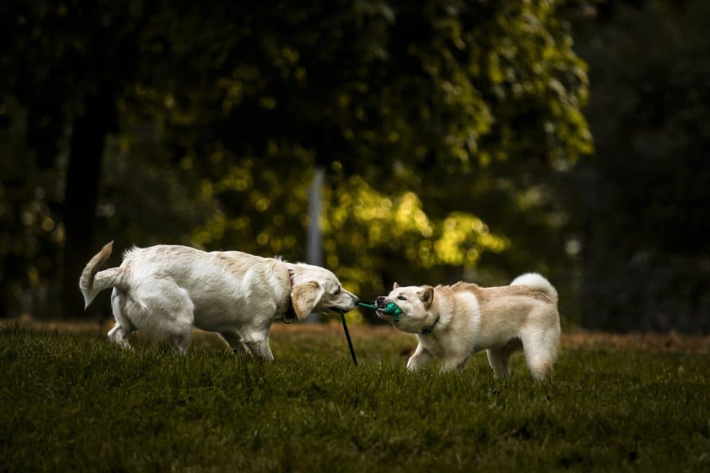 Do Shiba Inus Get Along With Other Dogs