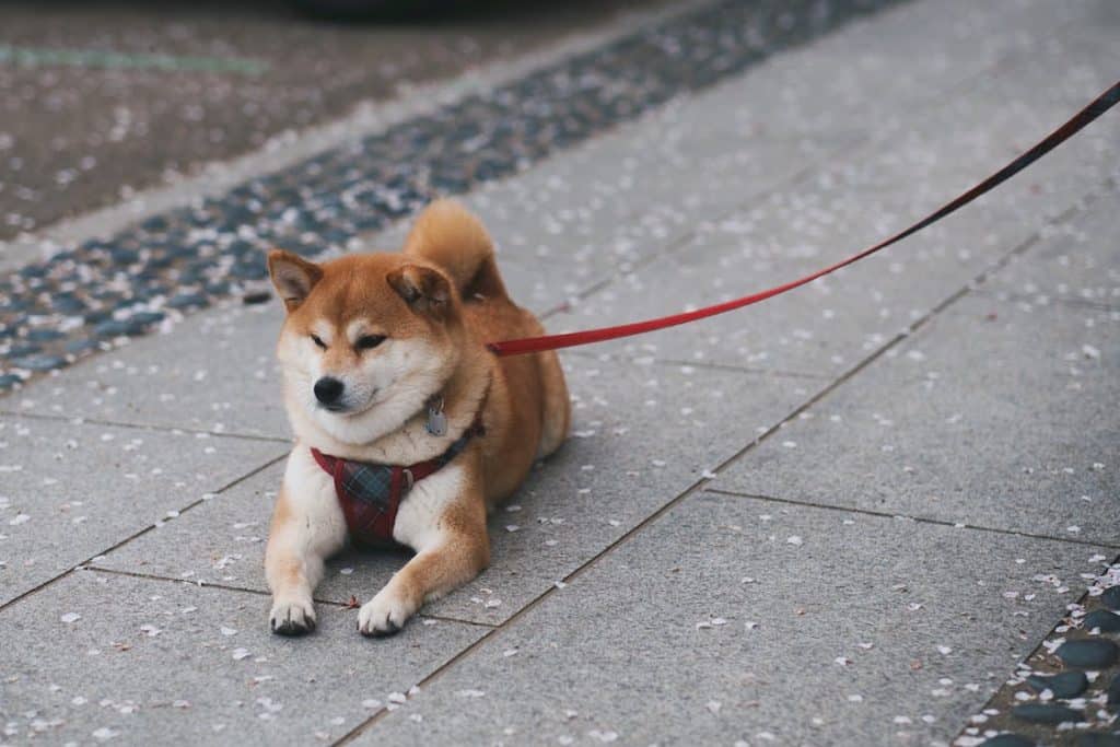 Do Shiba Inus Like To Dig