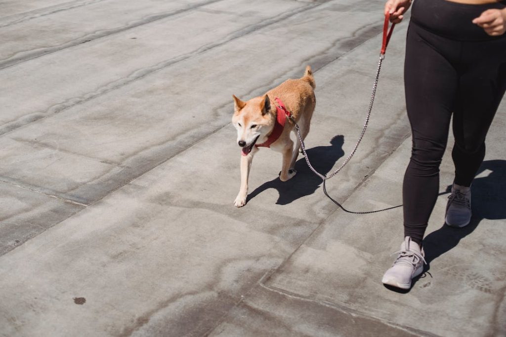 Do Shiba Inus Like To Dig