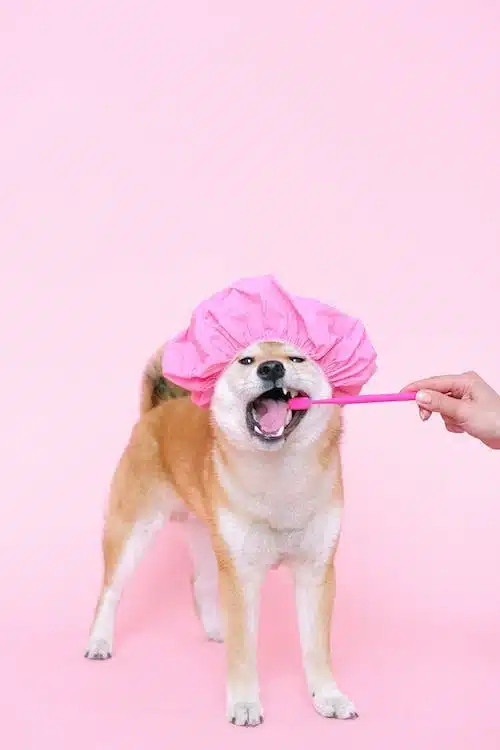 Do Shiba Inus Smell Bad