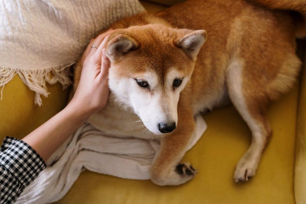 Do Shiba Inus Smell Bad