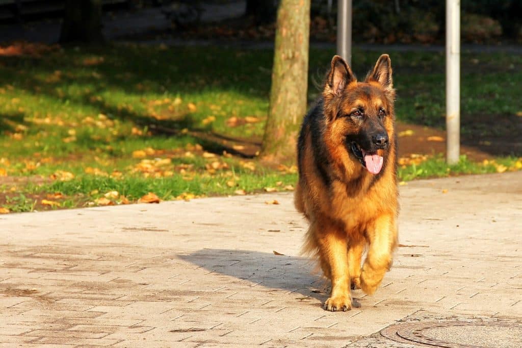 How Far Can A German Shepherd Run?