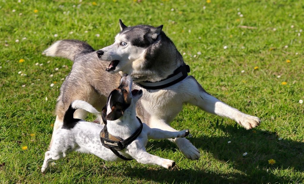 Can Huskies Eat Bananas?