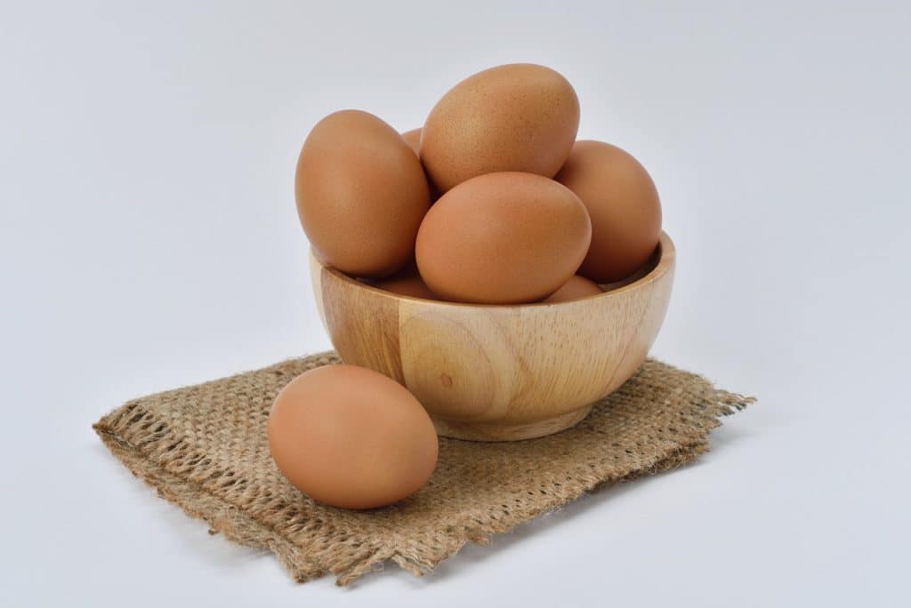 Can Maltese Eat Eggs?