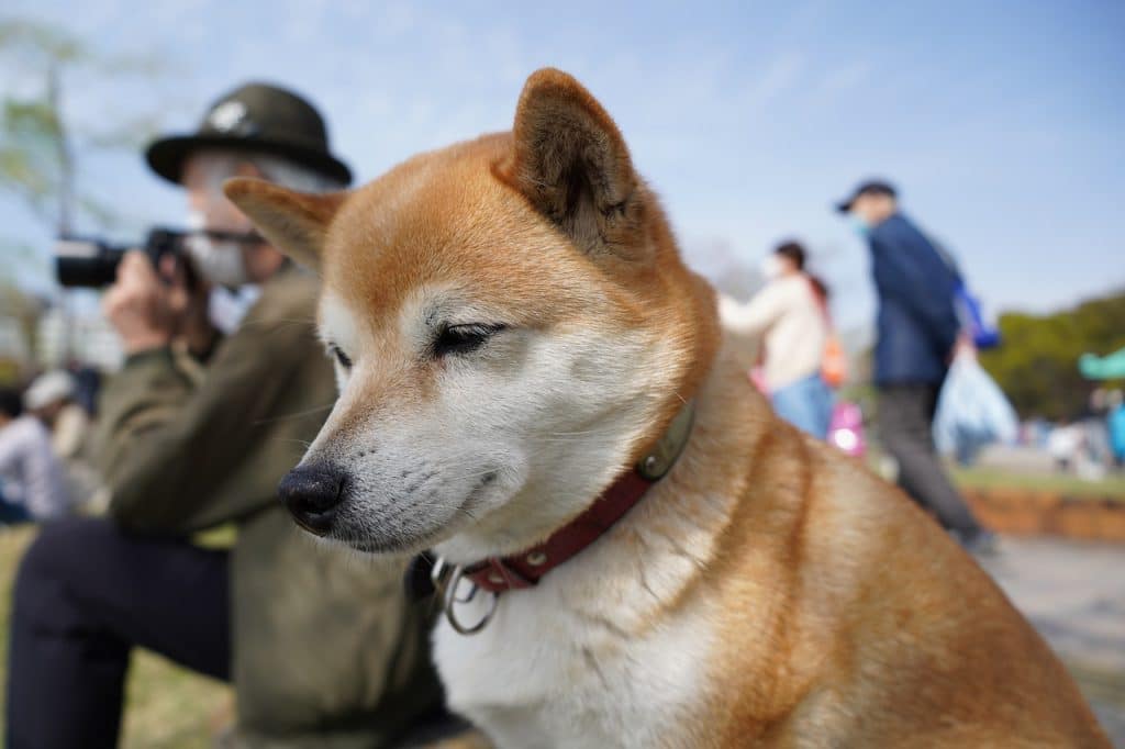 are shiba inus good service dogs