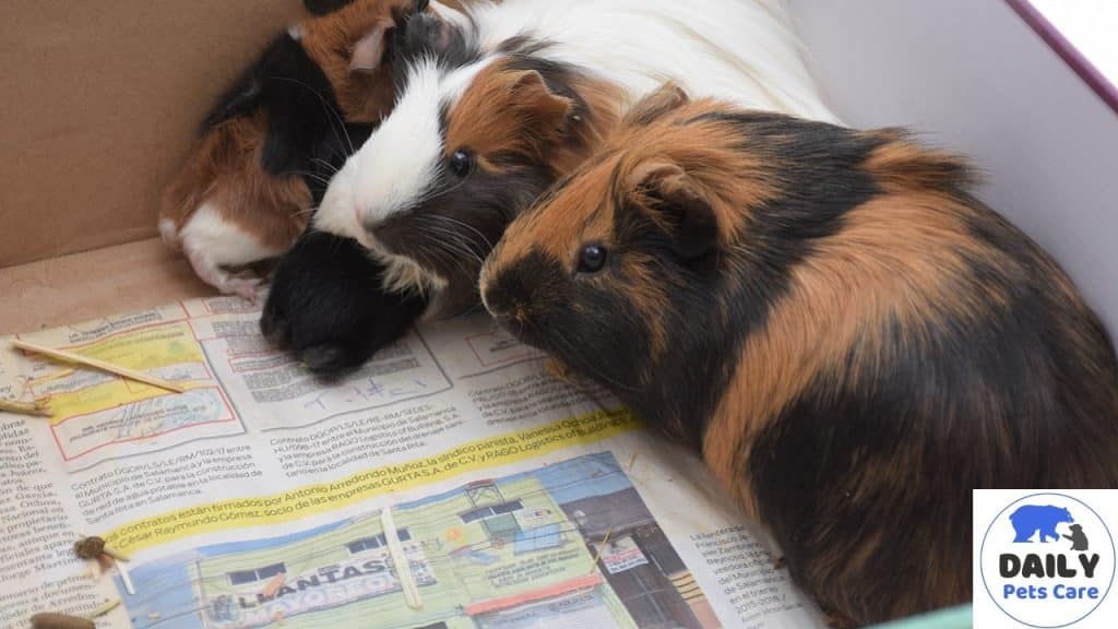What Do Guinea Pigs Like to Do with Humans?