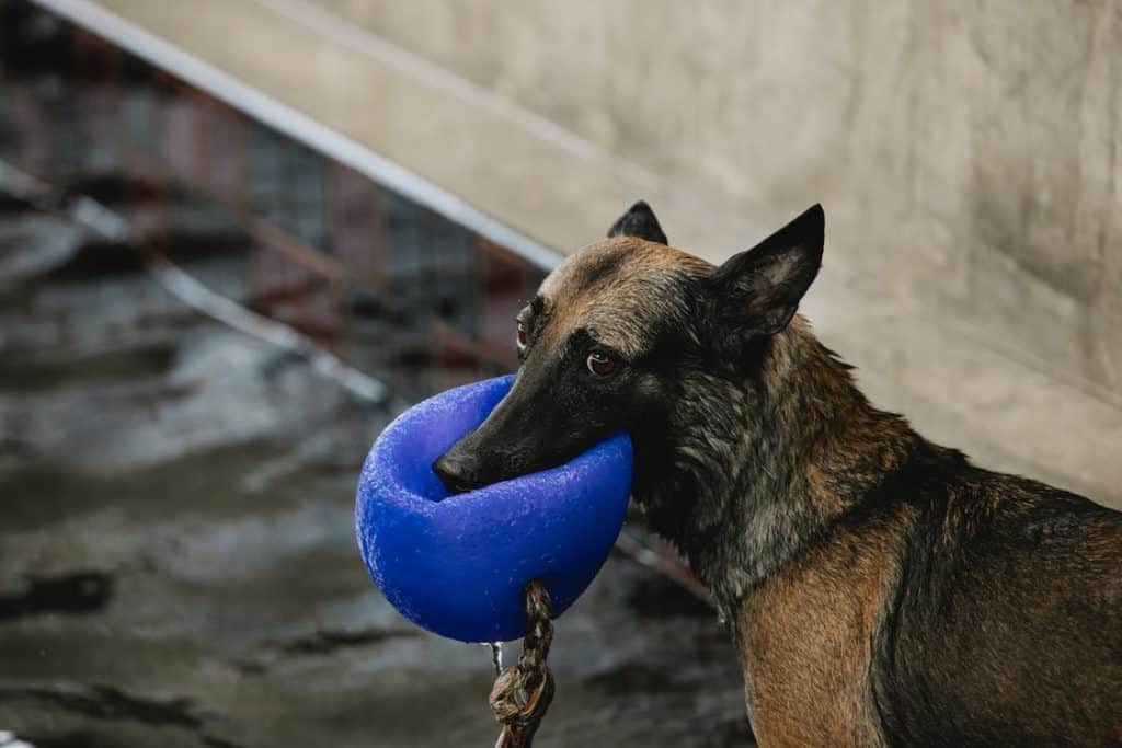 Why Does My German Shepherd Follow Me Everywhere?