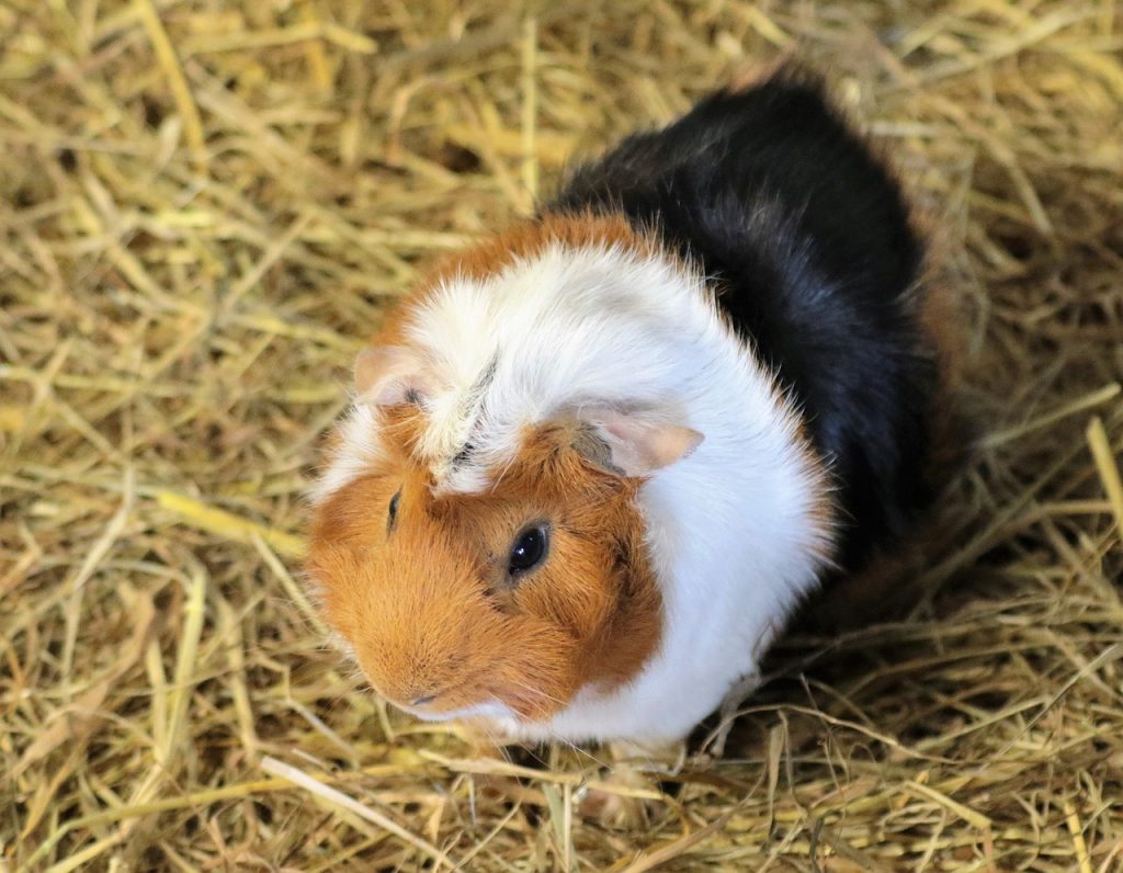 Can Guinea Pigs Drink Cold Water?