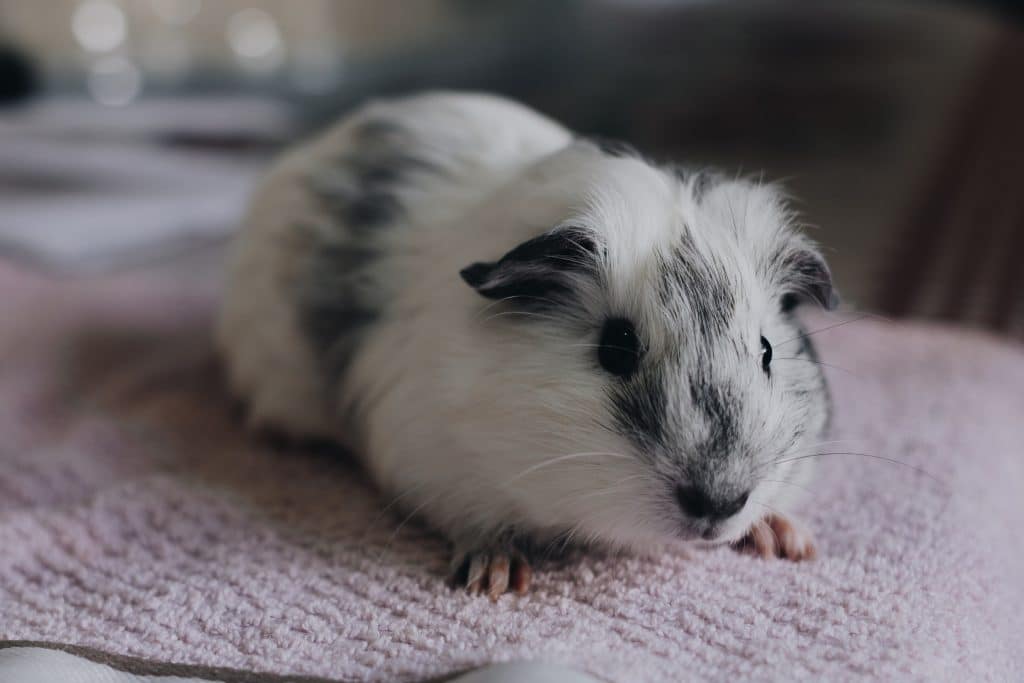 Can Guinea Pigs Have Down Syndrome?