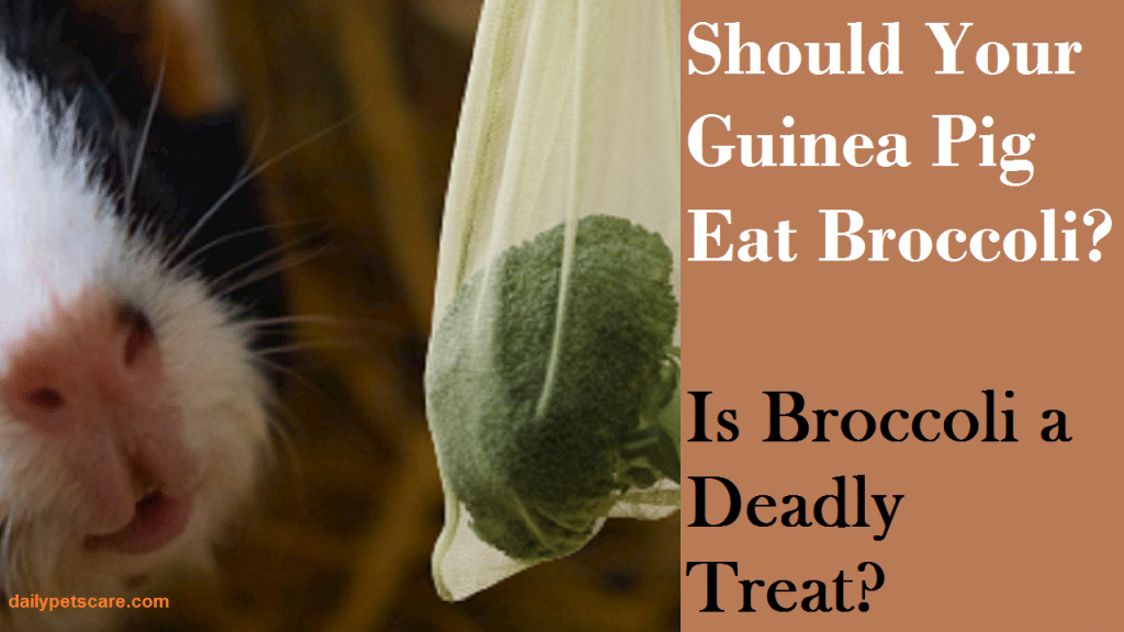 Can Guinea Pigs Eat Broccoli?