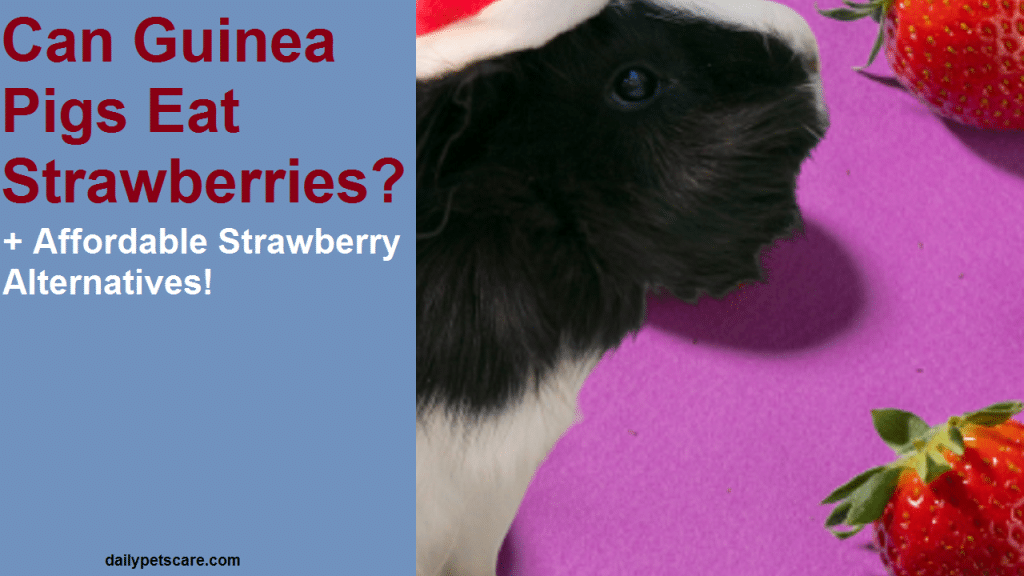 Can Guinea Pigs Eat Strawberries?