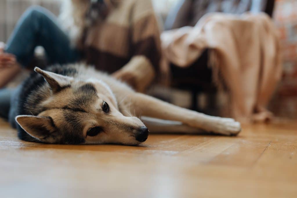 How Much Do German Shepherds Sleep?