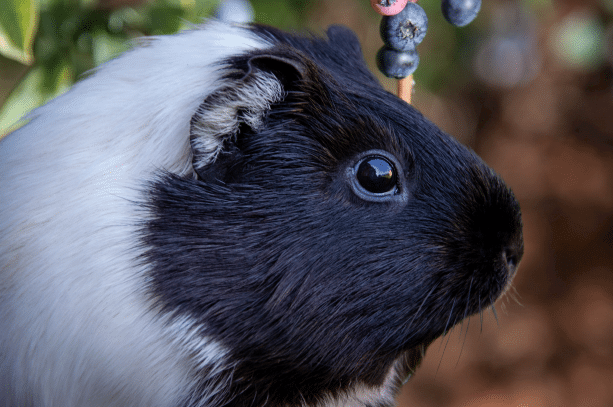 Can Guinea Pigs Eat Blueberries?