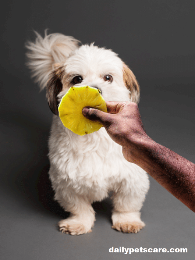 Is It Safe for a Dog to Eat a Pineapple?