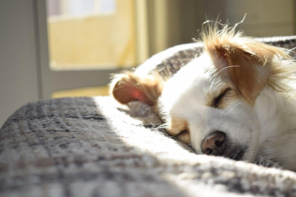 Are Mushrooms Good for Dogs