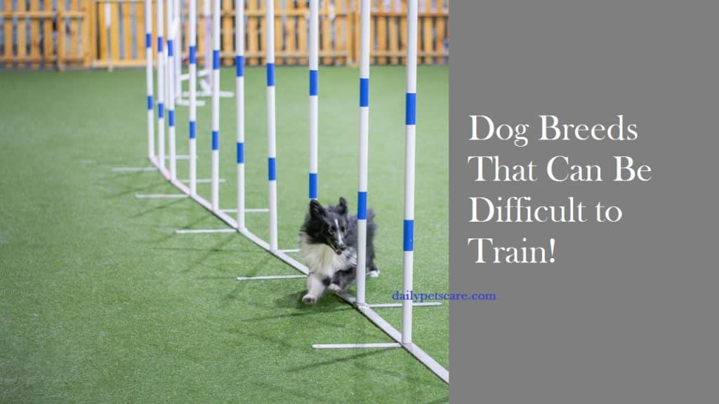 Dog Breeds That Can Be Difficult to Train