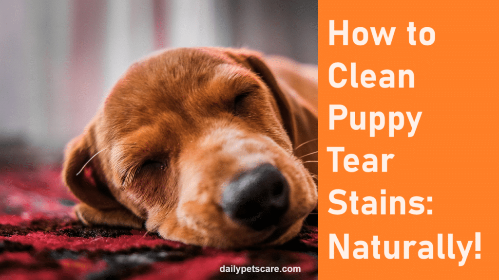 How to Clean Puppy Tear Stains