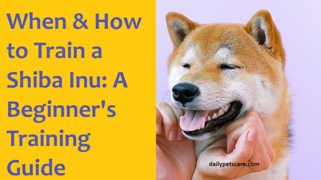 When and How to train and Shiba Inu